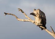 White backed Vulture_ANL_5898